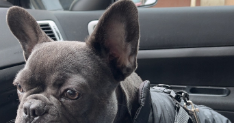 giovan dog sitter à LYON 08 69008_2