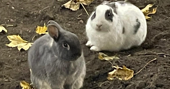 bahia pet sitter à ARGENTEUIL 95100_5