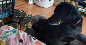 mélanie pet sitter à LOUVIERS 27400_8