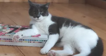 alexandra pet sitter à Méry-sur-Oise 95540
