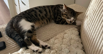 doriane pet sitter à Chambray-Lès-Tours 37170_7