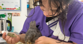 siam pet sitter à AUBERVILLIERS 93300_1