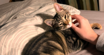 tessa pet sitter à MONTPELLIER 34090_1