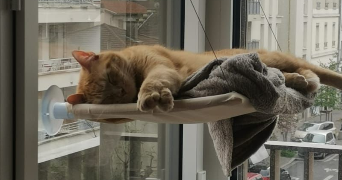 jeanne pet sitter à ANNECY 74000_1