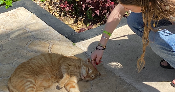 elynn pet sitter à ROUBAIX 59100_1