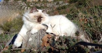 jade pet sitter à ST CLAR DE RIVIERE 31600_2