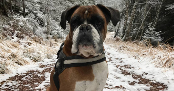 mathilde pet sitter à CHEVILLY LARUE 94550_2