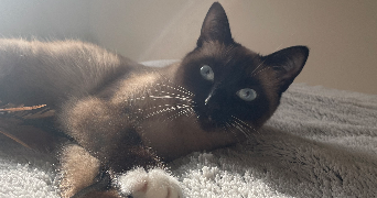 lucie pet sitter à LYON 03 69003_1