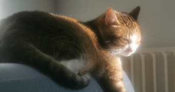 anne-sophie pet sitter à ST OUEN L AUMONE 95310_1