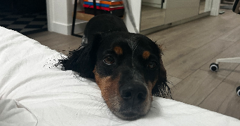 salomé pet sitter à Lille 59000_6