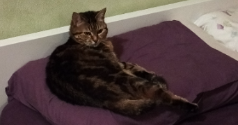 lou pet sitter à PARIS 05 75005_0