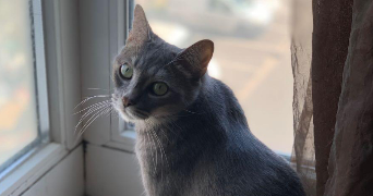 samara pet sitter à ASNIERES SUR SEINE 92600_4