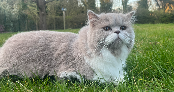 luisa pet sitter à MARCQ EN BAROEUL 59700_3