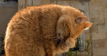 clara pet sitter à Audenge 33980_2