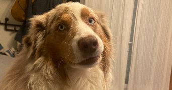 emilie pet sitter à MARMAGNE 18500_2