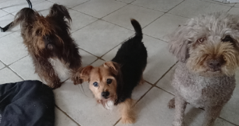 gisele dog sitter à GENTE 16130_5