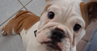 nathalie pet sitter à MERVILLE FRANCEVILLE 14810_9