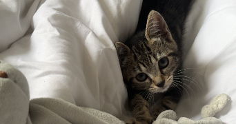 ombeline pet sitter à CALAIS 62100_0