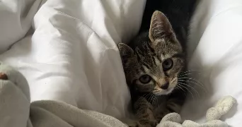 ombeline pet sitter à CALAIS 62100