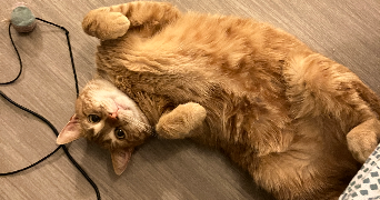 ela pet sitter à Reims 51100_7