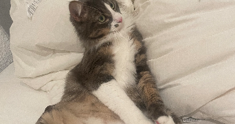 flore pet sitter à NICE 06000_5