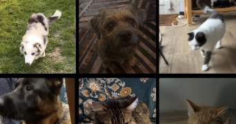 camille pet sitter à VERTOU 44120_1