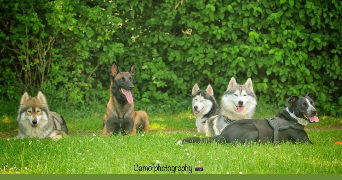 camille pet sitter à ALENCON 61000_7