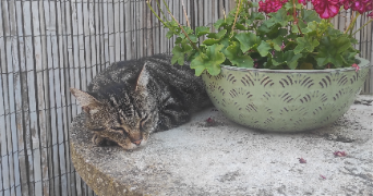 mélaina pet sitter à AUVERS SUR OISE 95430_2