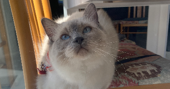 clarisse pet sitter à Saint-Malo 35400_5