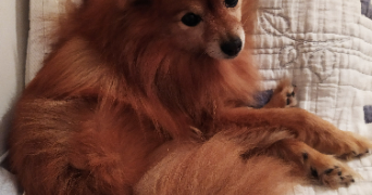 aurelie pet sitter à PARCAY MESLAY 37210_1