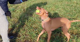 bertrand dog sitter à Achenheim 67204_5