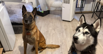 muriel pet sitter à GOLBEY 88190_5