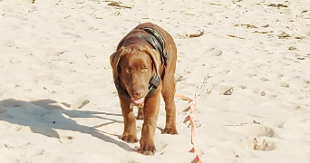 prisca pet sitter à LE BOIS PLAGE EN RE 17580_1