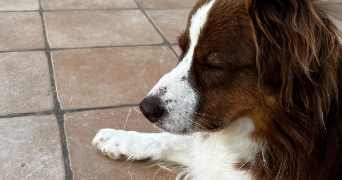 fanny pet sitter à TOURRETTE LEVENS 06690_6