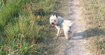 ludivine pet sitter à Fontvieille 13990_3