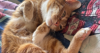 mélodie pet sitter à CLERMONT L HERAULT 34800_3