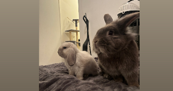manon pet sitter à NOUATRE 37800_1