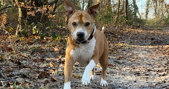cindy pet sitter à AVON 77210_0