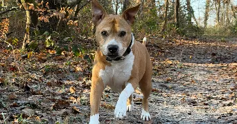 cindy pet sitter à AVON 77210