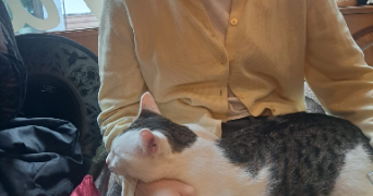ambryme pet sitter à STRASBOURG 67000_1