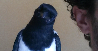 mickaël pet sitter à BELFORT 90000_1