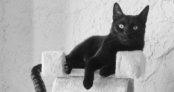 marion pet sitter à MARTIGUES 13500_2