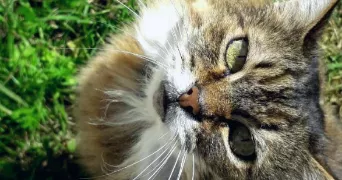 Flavie pet sitter à Sainte-Soulle 17220