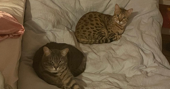 lara cat sitter à PARIS 11 75011_3