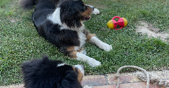 carine pet sitter à SEMBLANCAY 37360_3