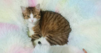 anne-sophie pet sitter à ST OUEN L AUMONE 95310_5