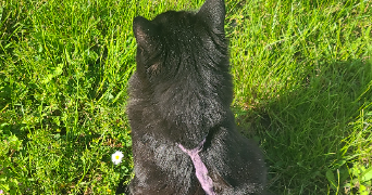 célia pet sitter à ST JEAN DE LA RUELLE 45140_1