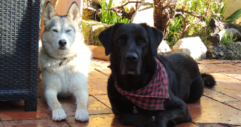 laura pet sitter à LA CIOTAT 13600_2