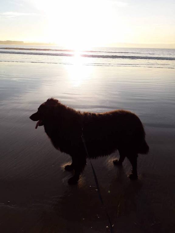 Charline pet sitter à La Roche-sur-Yon 85000_3
