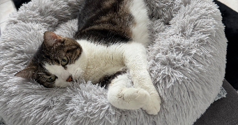 manon pet sitter à AGUILCOURT 02190_2